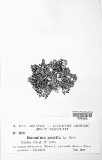 Ramalina inflata ssp. australis image